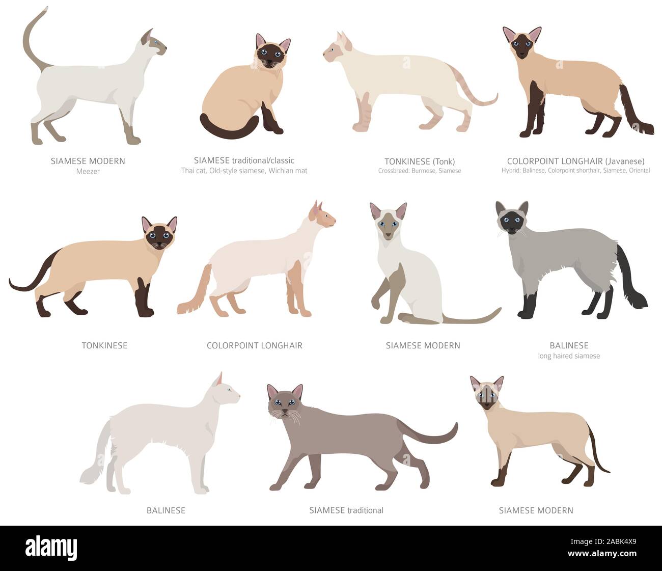 Siamese type cats, colorpoints 