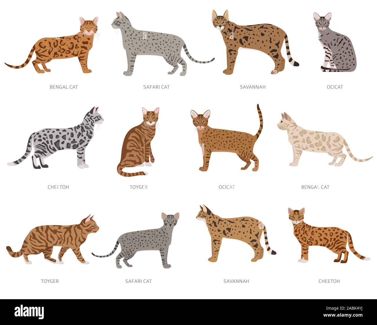 kinds of domestic cats