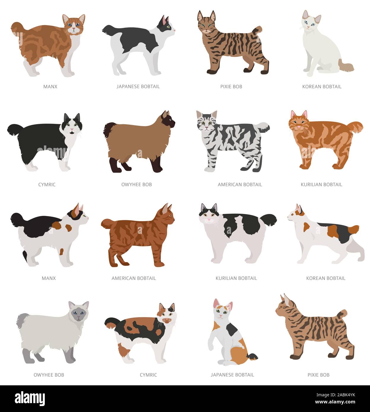 Short tail type bob cats. Domestic cat breeds and hybrids collection  isolated on white. Flat style set. Vector illustration Stock Vector Image &  Art - Alamy