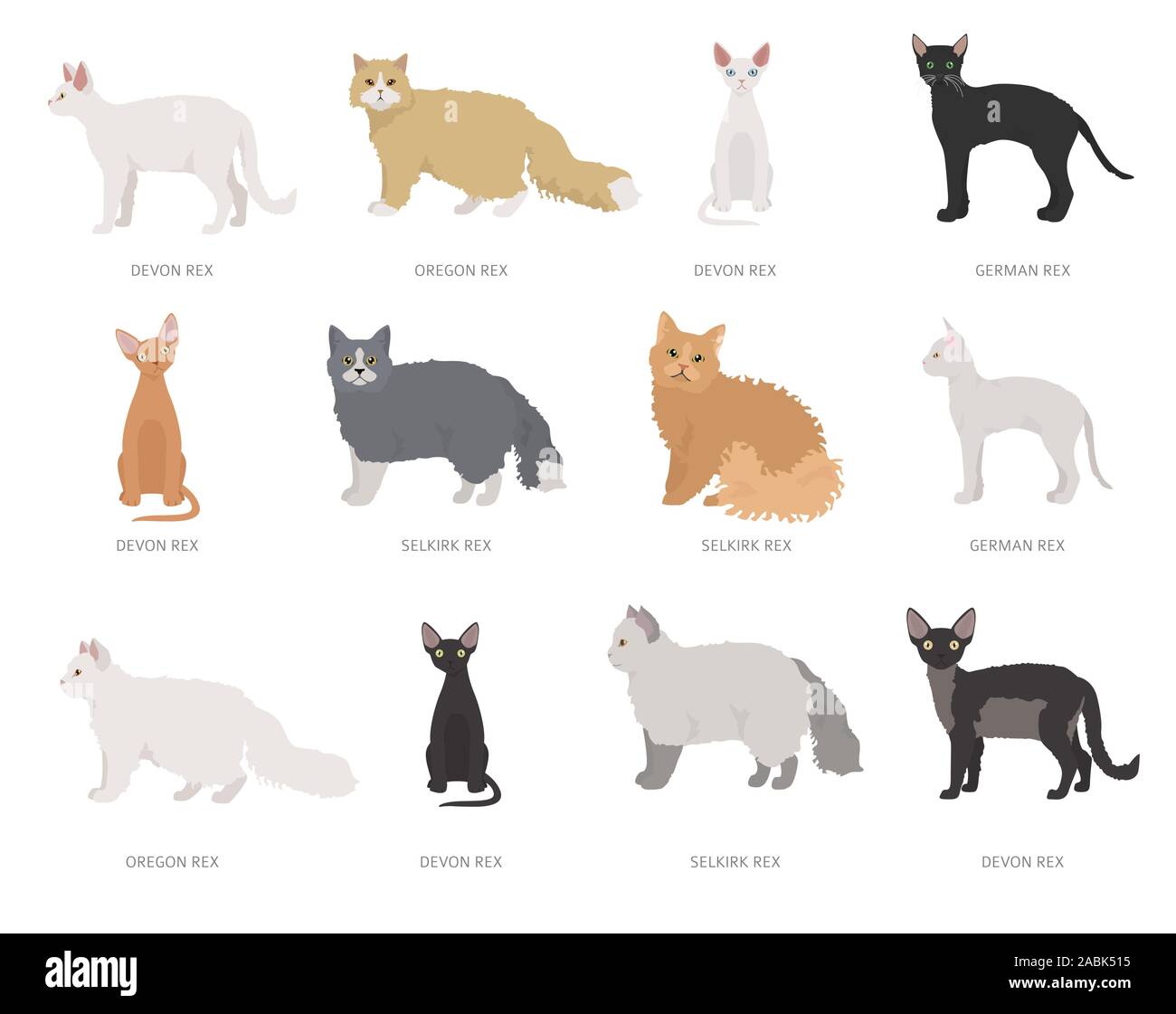 Type rex cats. Domestic cat breeds and hybrids collection isolated on white. Flat style set. Vector illustration Stock Vector