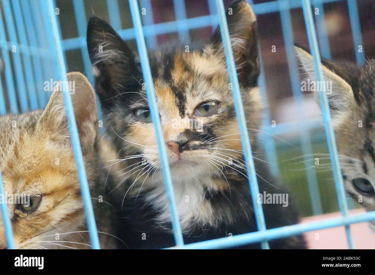 A kitten in a cage Stock Photo Alamy