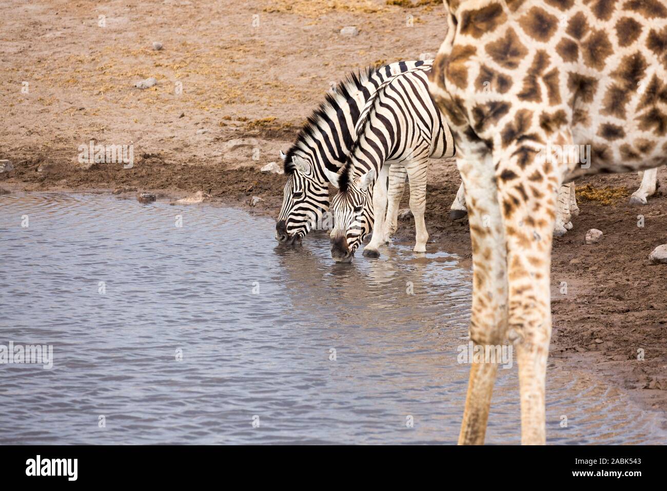 Two zebras standing next to a giraffe, drinking at a waterhole, Etosha, Namibia, Africa Stock Photo