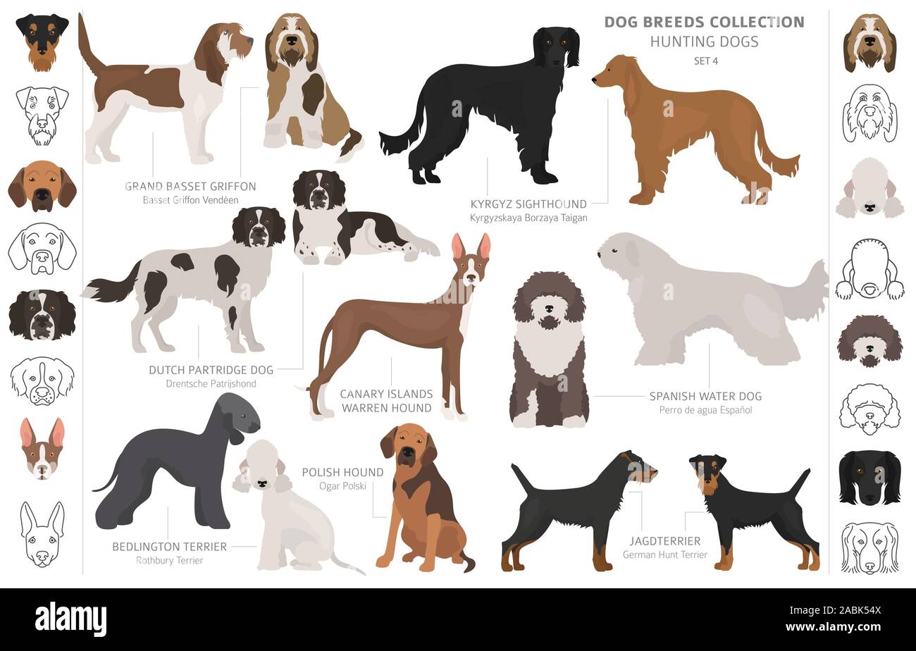 Hunting dogs collection isolated on white clipart. Flat style. Different color, portraits and silhouettes. Vector illustration Stock Vector