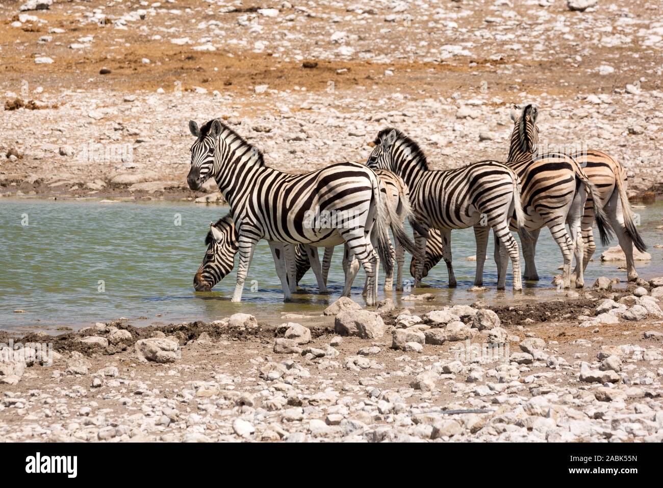 A group of zebras standing at a waterhole, Etosha, Namibia, Africa Stock Photo