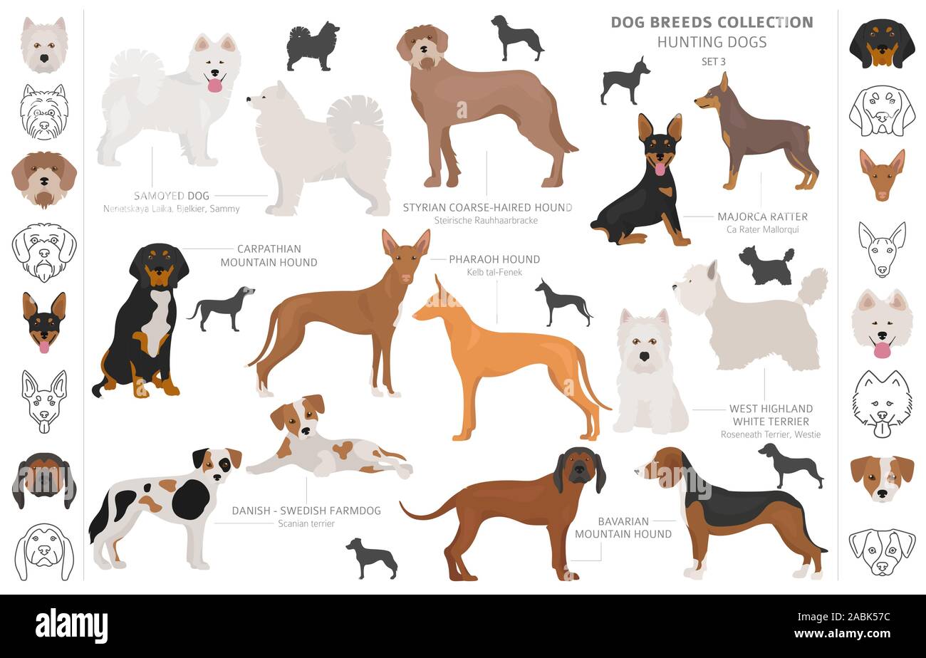 Hunting dogs collection isolated on white clipart. Flat style. Different color, portraits and silhouettes. Vector illustration Stock Vector