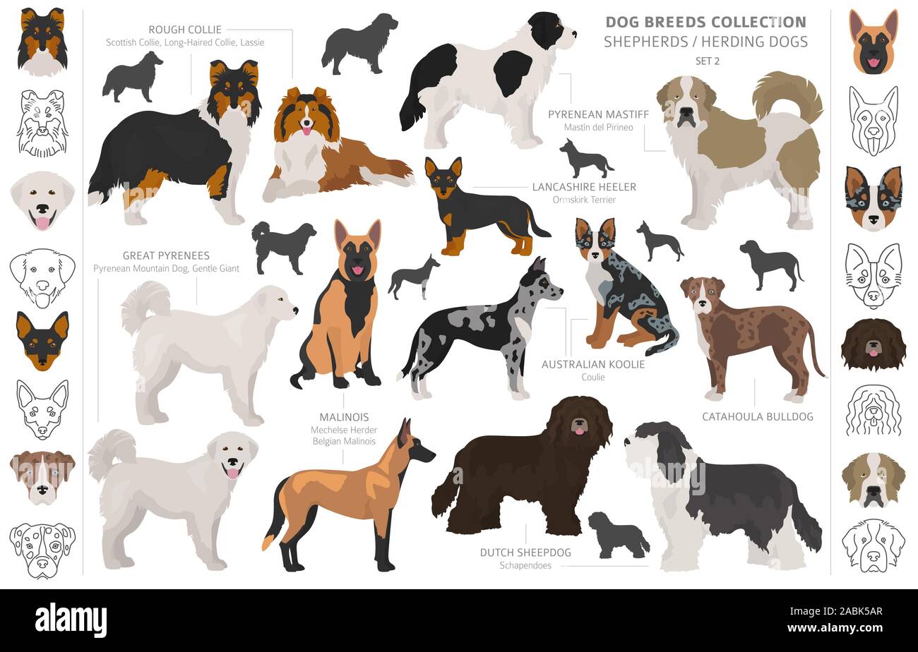 german shepherd herding style