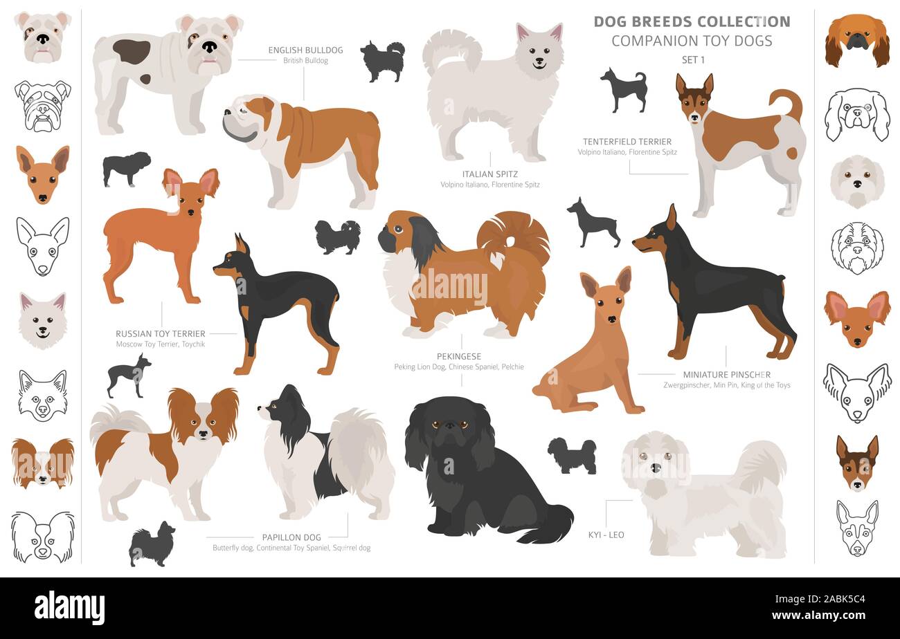 Companion And Miniature Toy Dogs Collection Isolated On White Flat Style Different Color And Country Of Origin Vector Illustration Stock Vector Image Art Alamy