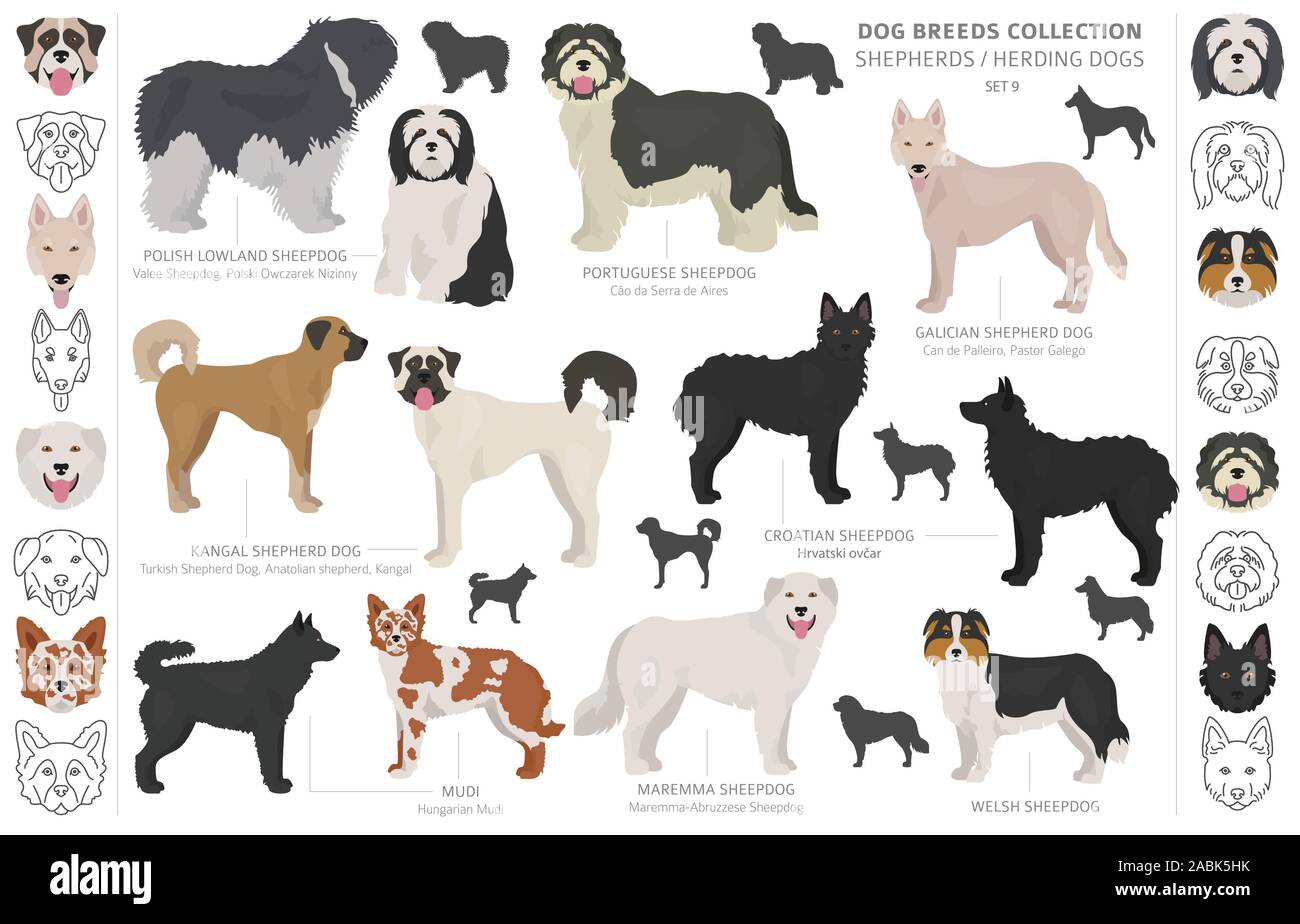 Shepherd and herding dogs collection isolated on white. Flat style. Different color and country of origin. Vector illustration Stock Vector