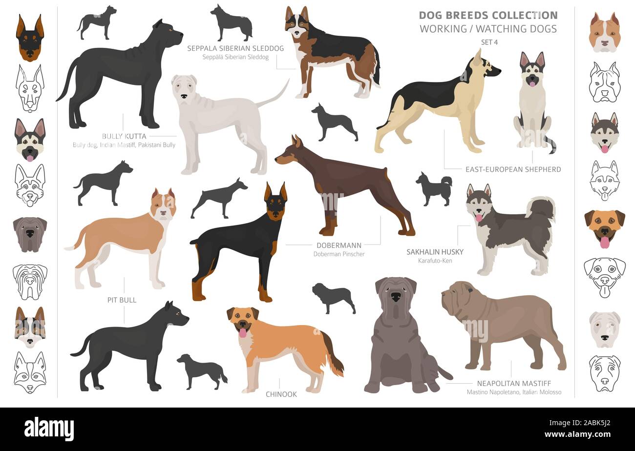 Working, service and watching dogs collection isolated on white. Flat style. Different color and country of origin. Vector illustration Stock Vector