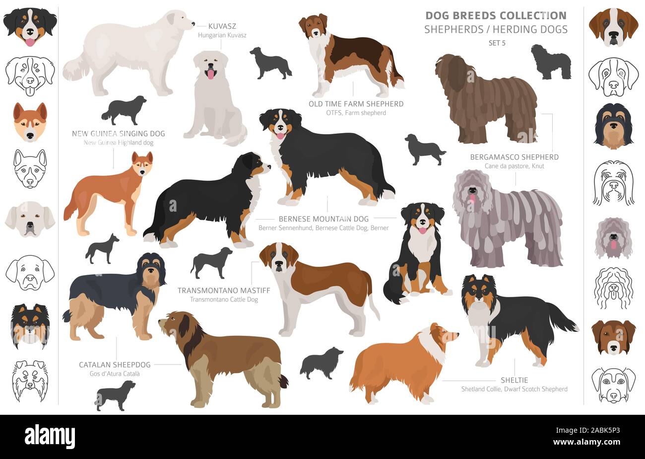 Where Did Dogs Originate From