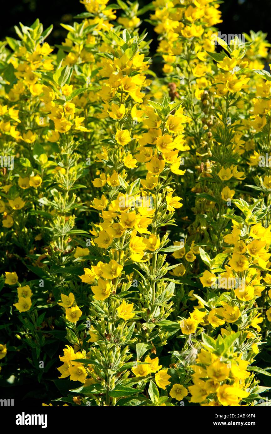 Yellow flowers of summer perennials Stock Photo