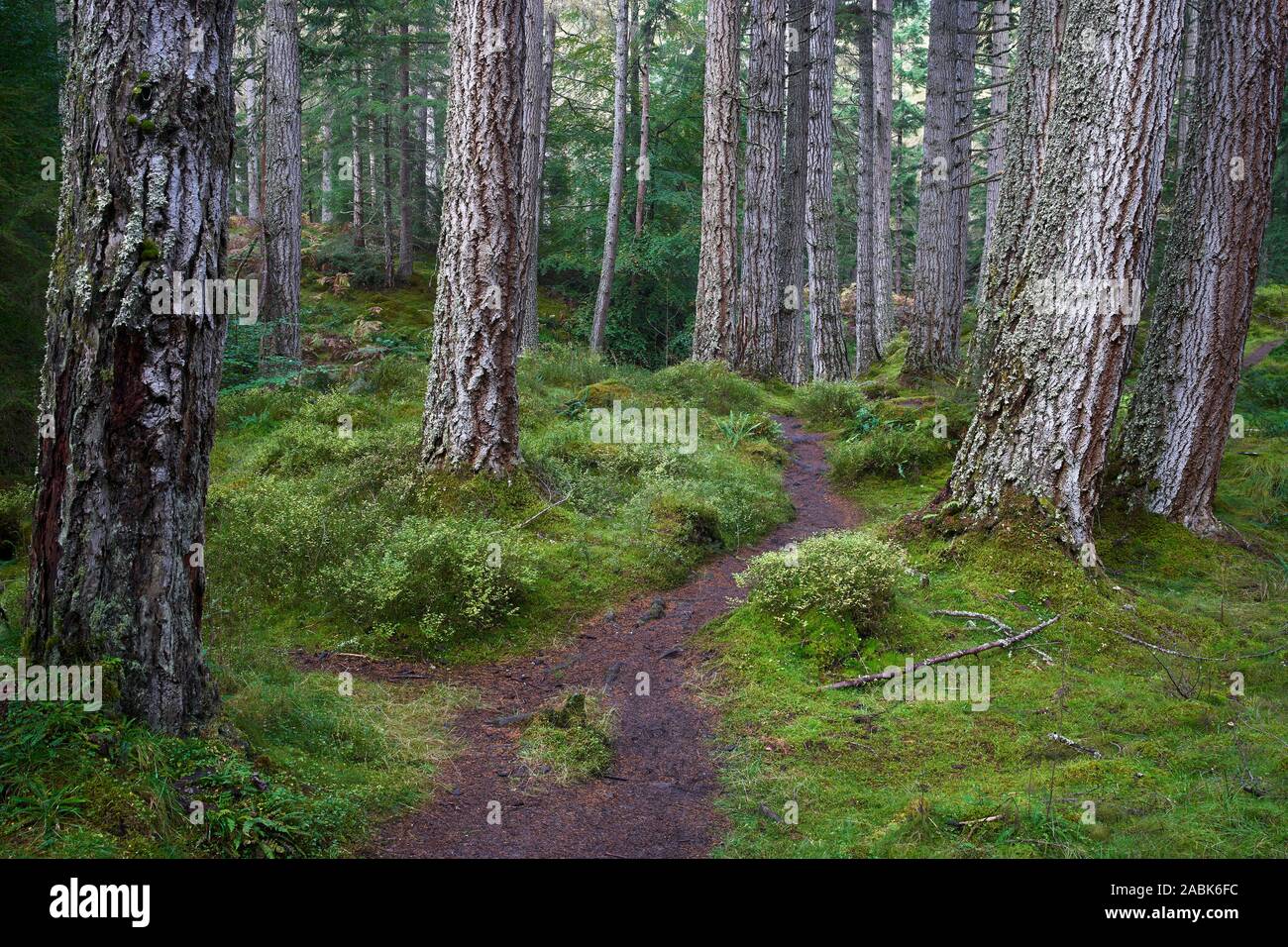Douglas Firs on the Tweedmouth Trail at Plodda Falls, near Tomich, Strathglass, Inverness, Highland, Scotland. Stock Photo