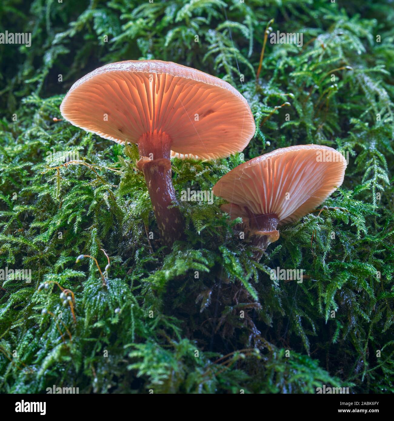 Fungi and moss on a tree trunk, Plodda Falls, near Tomich, Strathglass, Inverness, Highland, Scotland Stock Photo
