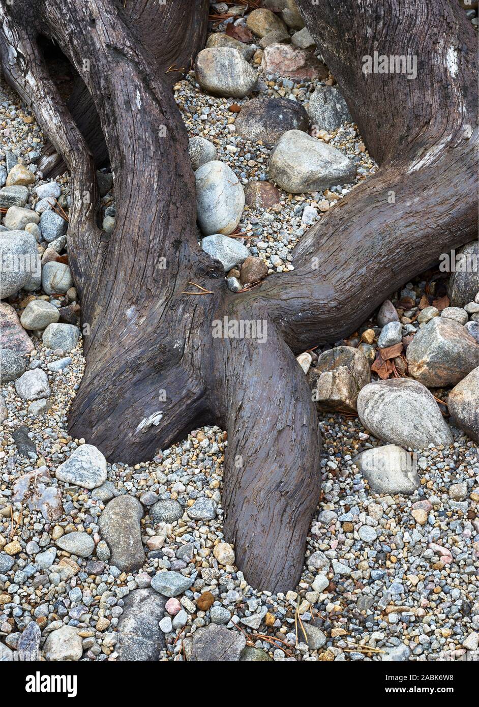 Tree roots on pebble beach, Glen Affric, Scotland Stock Photo - Alamy