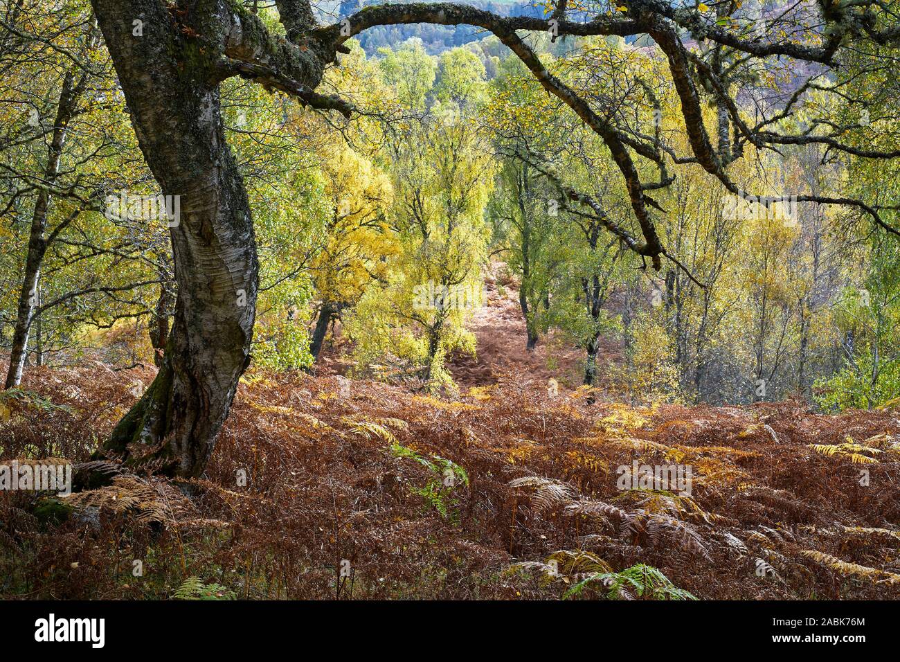 Silver Birch trees in autumn, Glen Affric, Inverness, Highland, Scotland Stock Photo