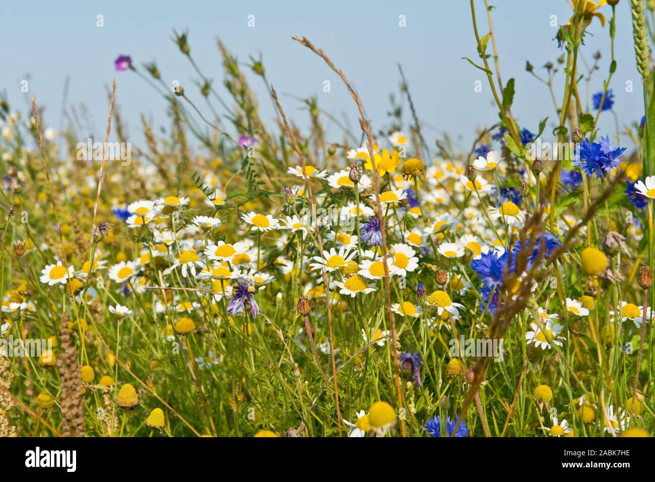 Wild flower meadow. East Lothian, Scotland Stock Photo