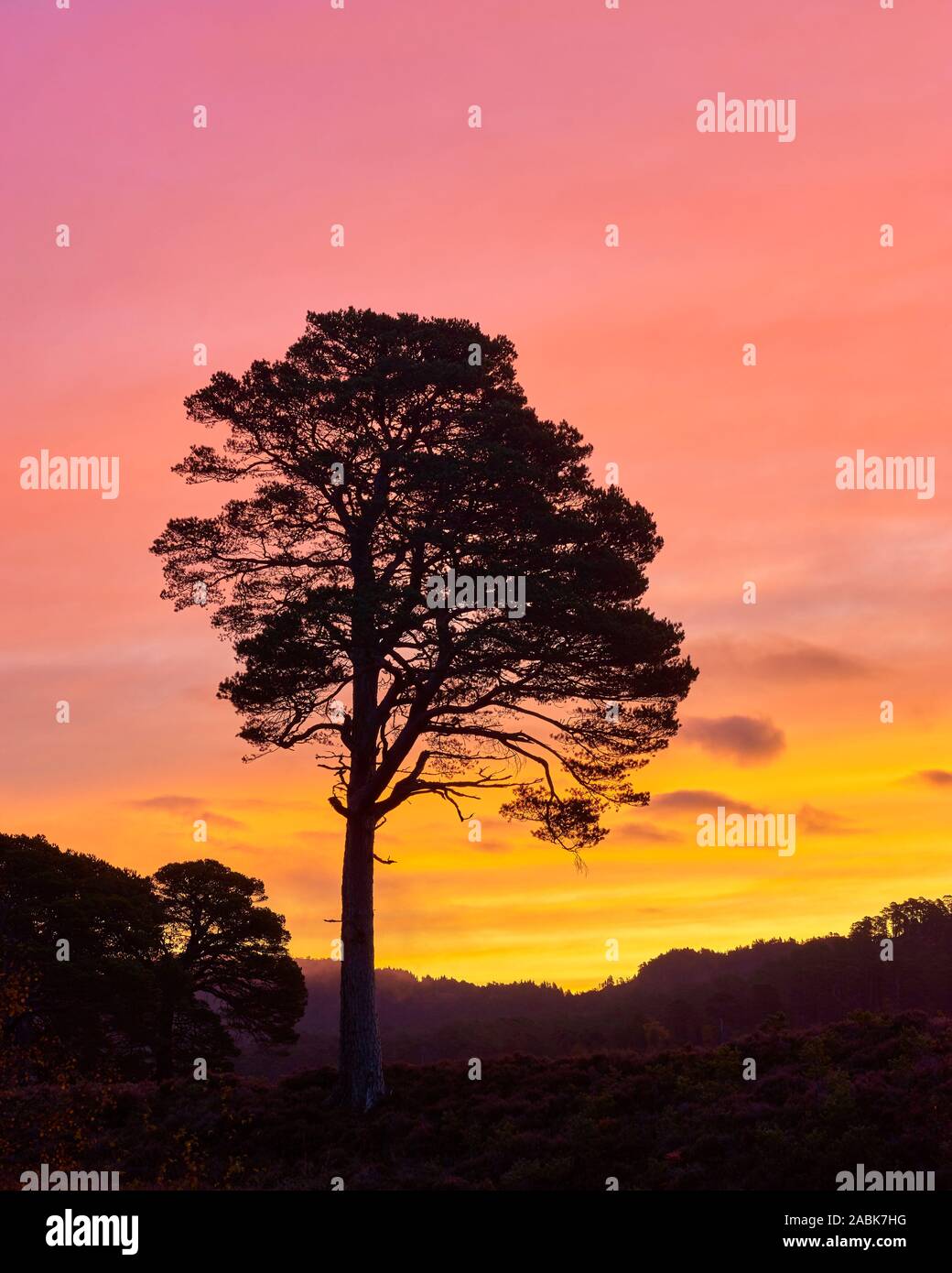 Single Scots Pine silhouetted by the sunrise, Glen Affric, Inverness, Highland, Scotland. Stock Photo