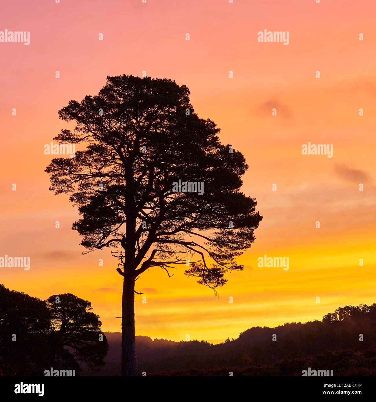 Single Scots Pine silhouetted by the sunrise, Glen Affric, Inverness, Highland, Scotland. Stock Photo