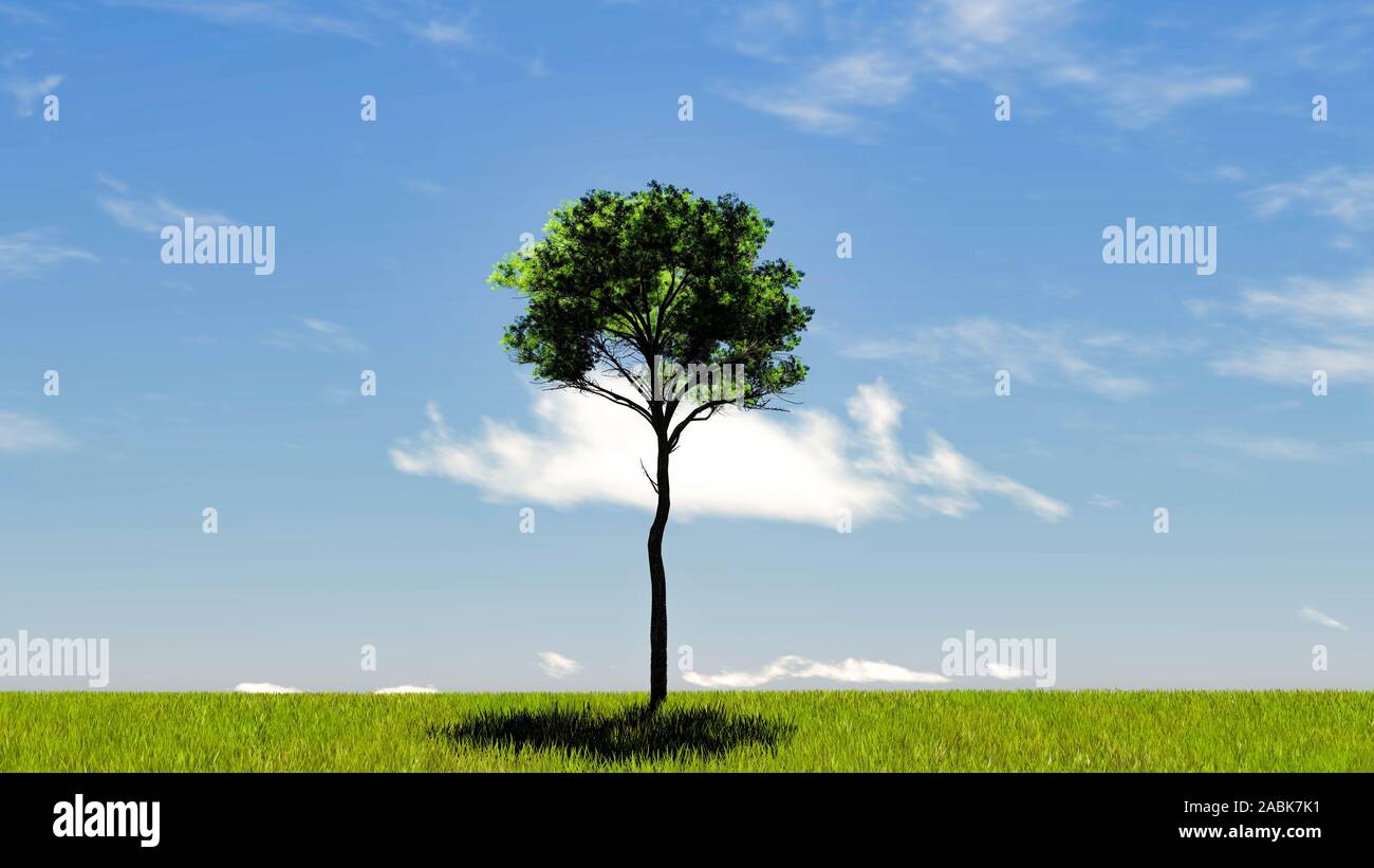 One Tree At Sky Background 3D Rendering Stock Photo - Alamy