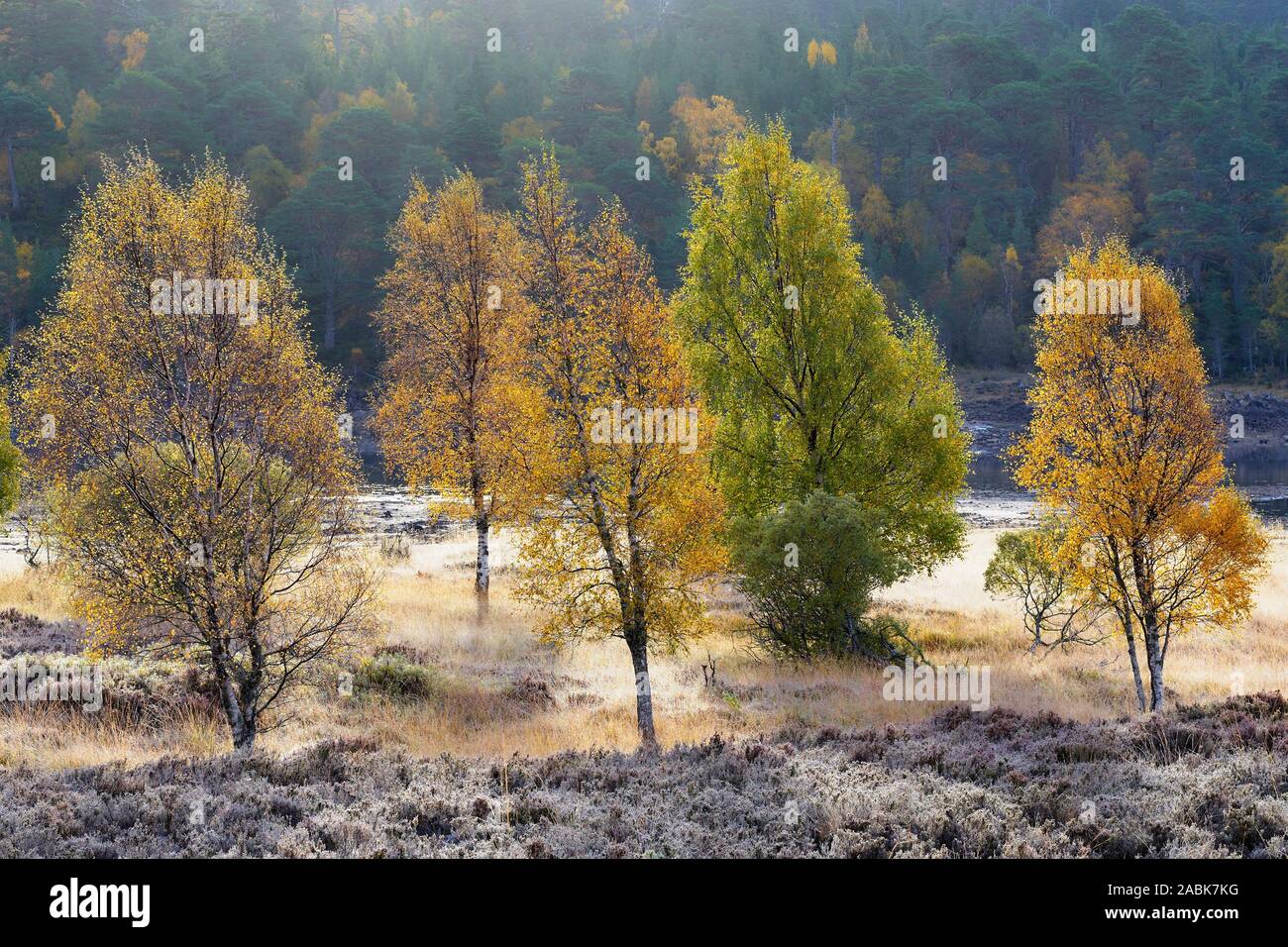 Silver birch trees in autumn colours and frost, Glen Affric, Inverness, Highland, Scotland. Stock Photo