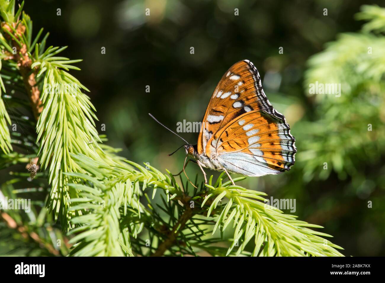 Great Poplar Admiral (Limenitis populi). Male on a spruce twig. Czech Republic Stock Photo