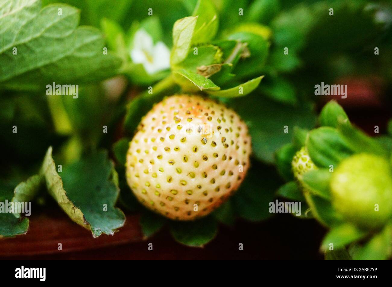 Strawberry fruit in Strawberry Garden Stock Photo - Alamy