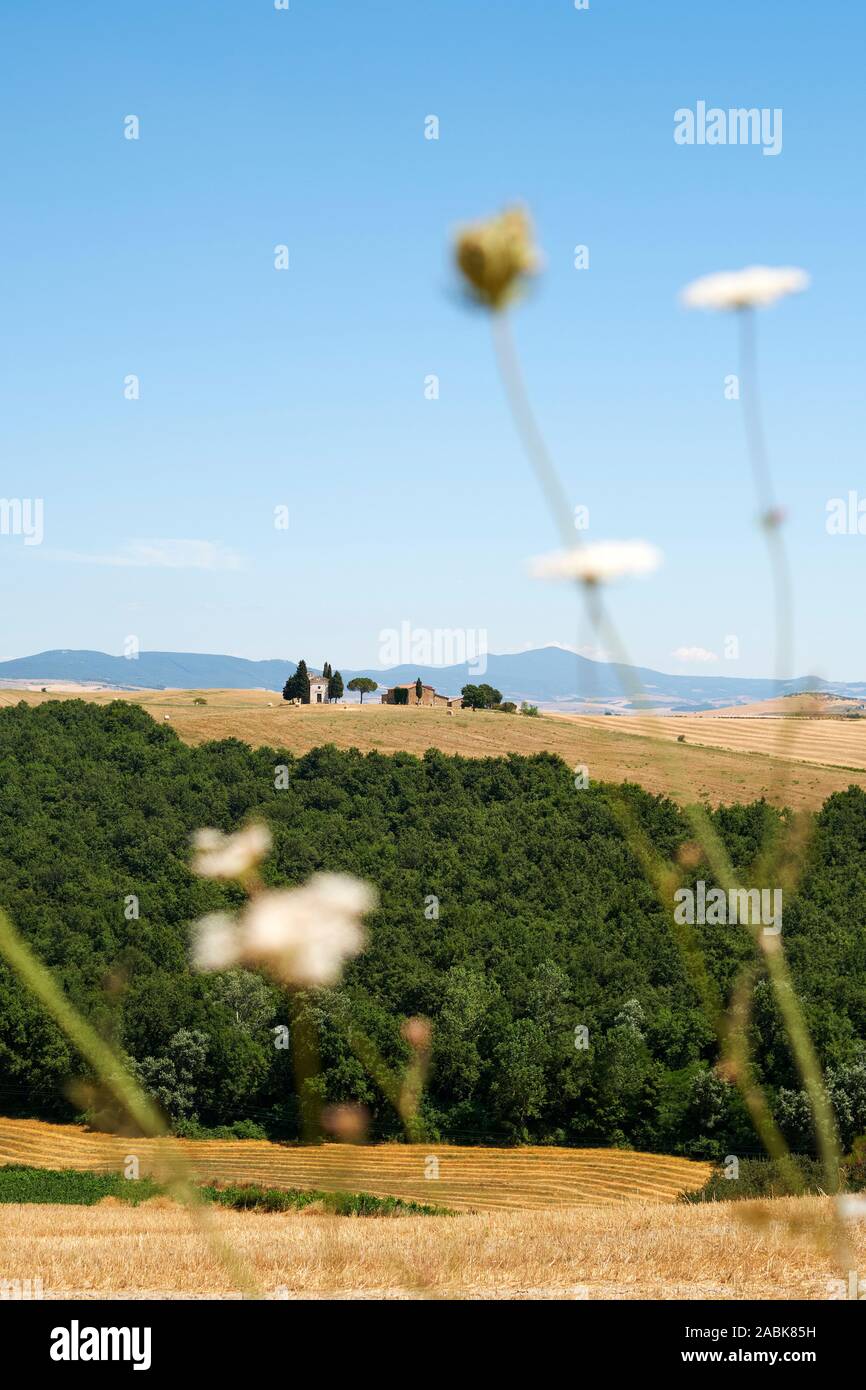 A distant view of the Chapel Madonna di Capella Vitaleta and Tuscan summer countryside landscape of  Val d'Orcia, Pienza, Tuscany, Italy Europe Stock Photo