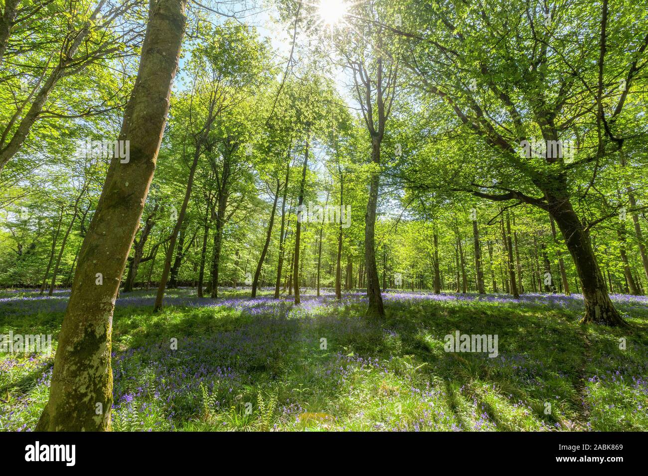 View inside a bluebell wood with light streaming through the trees. Stock Photo
