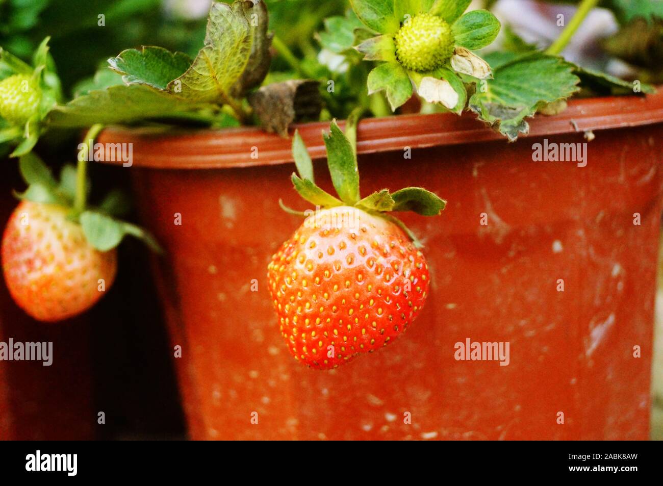 Strawberry fruit in Strawberry Garden Stock Photo - Alamy