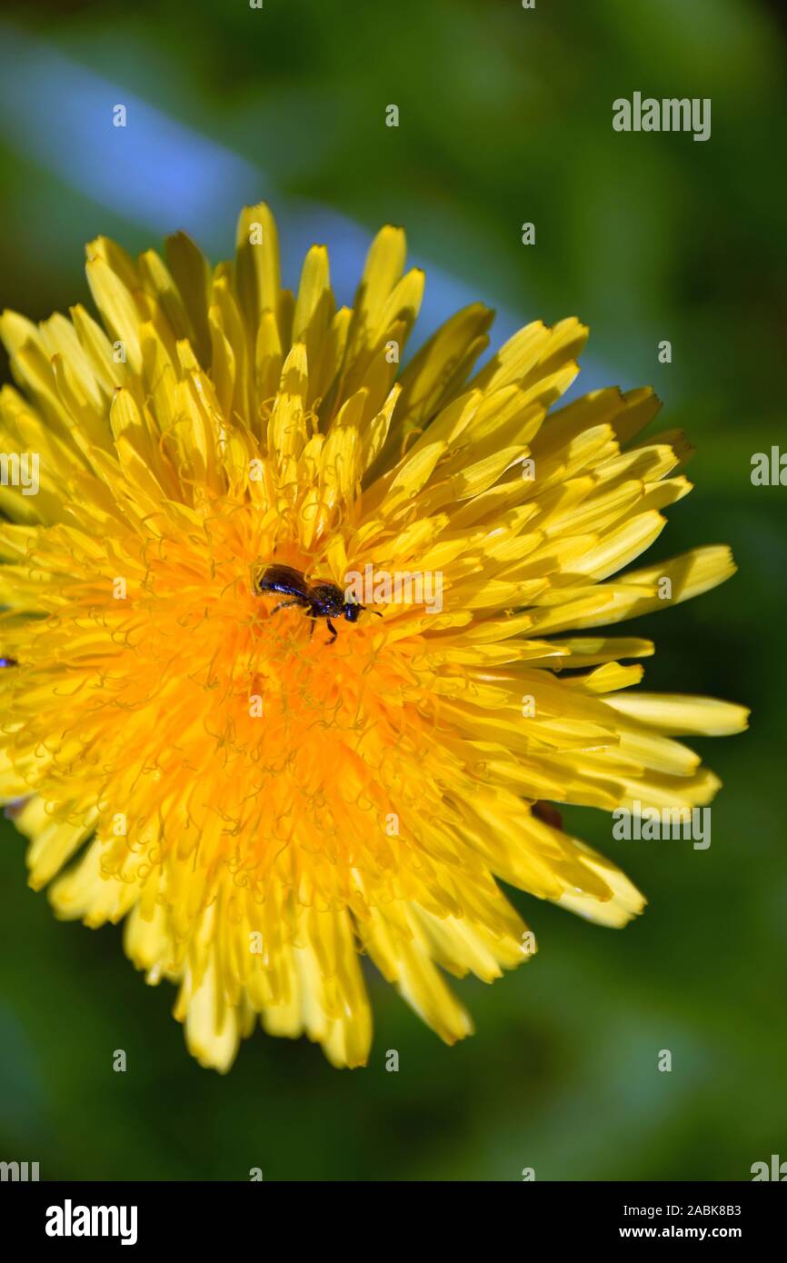 dandelion flower with hoverfly on it in spring sun Stock Photo
