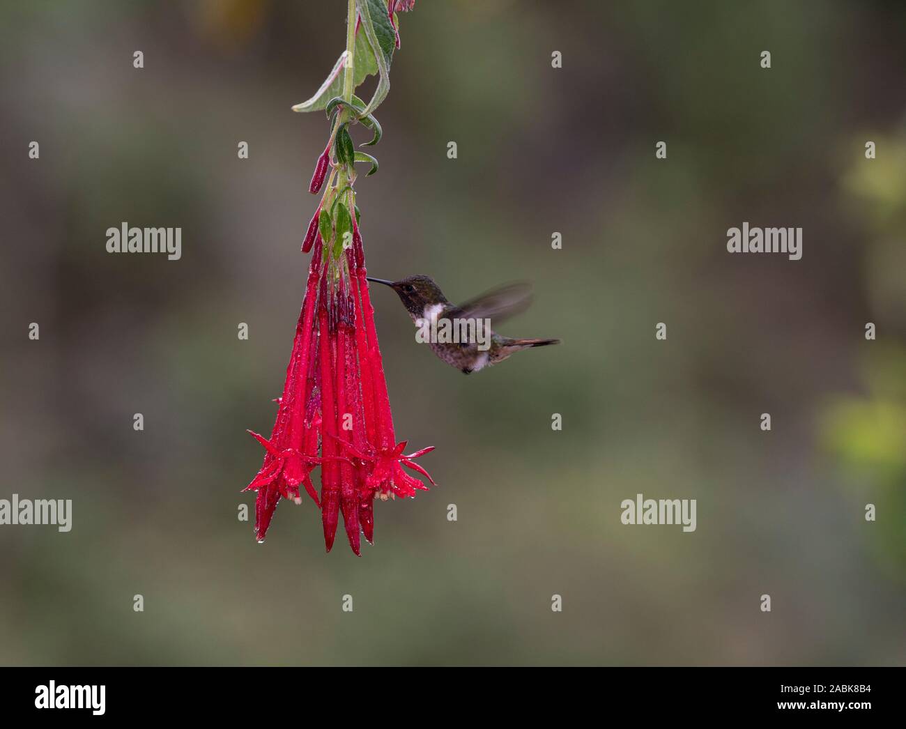 Volcano Hummingbird: Selasphorus flammula. Costa Rica. Stock Photo