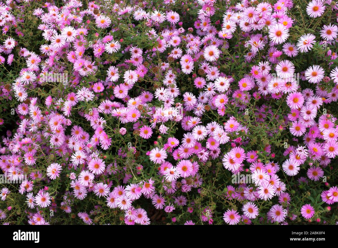 Background of autumn pink flowers Stock Photo - Alamy