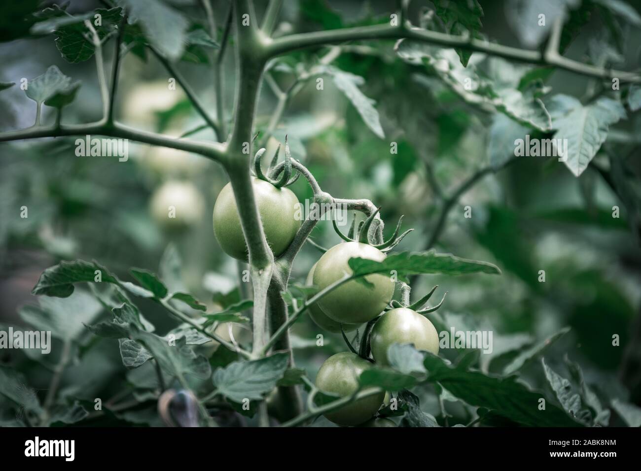 Tomatoes . Color toned image. Focus Garden Stock Photo