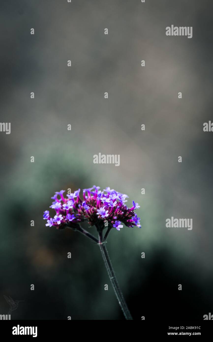 19 Flower. Color toned image. Focus Garden Stock Photo