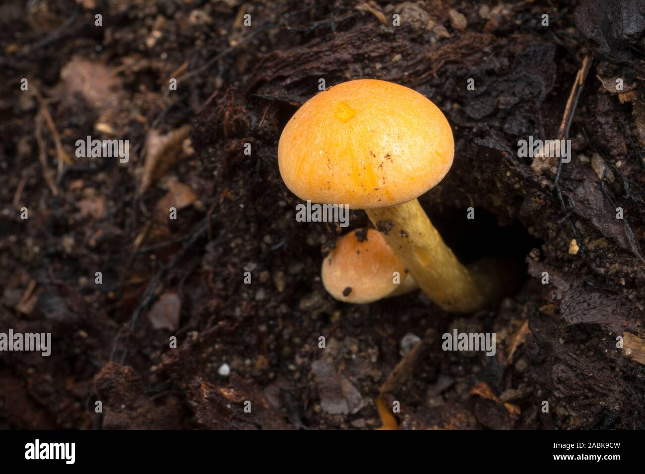 Small yellow mushrooms on brown background Stock Photo