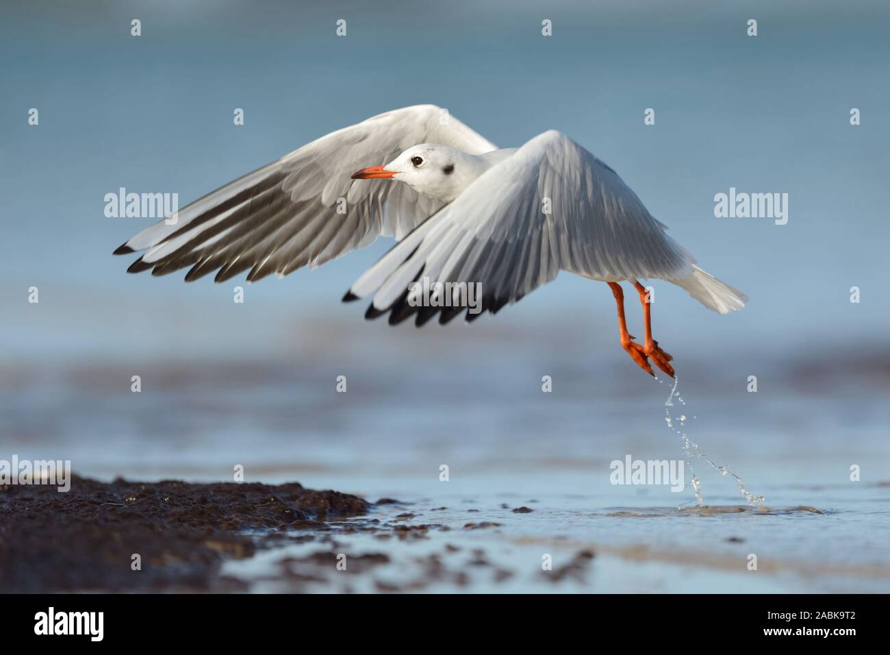 Black-Headed Gull ( Chroicocephalus ridibundus ) in winter dress, taking off from water line, wildlife, Europe. Stock Photo