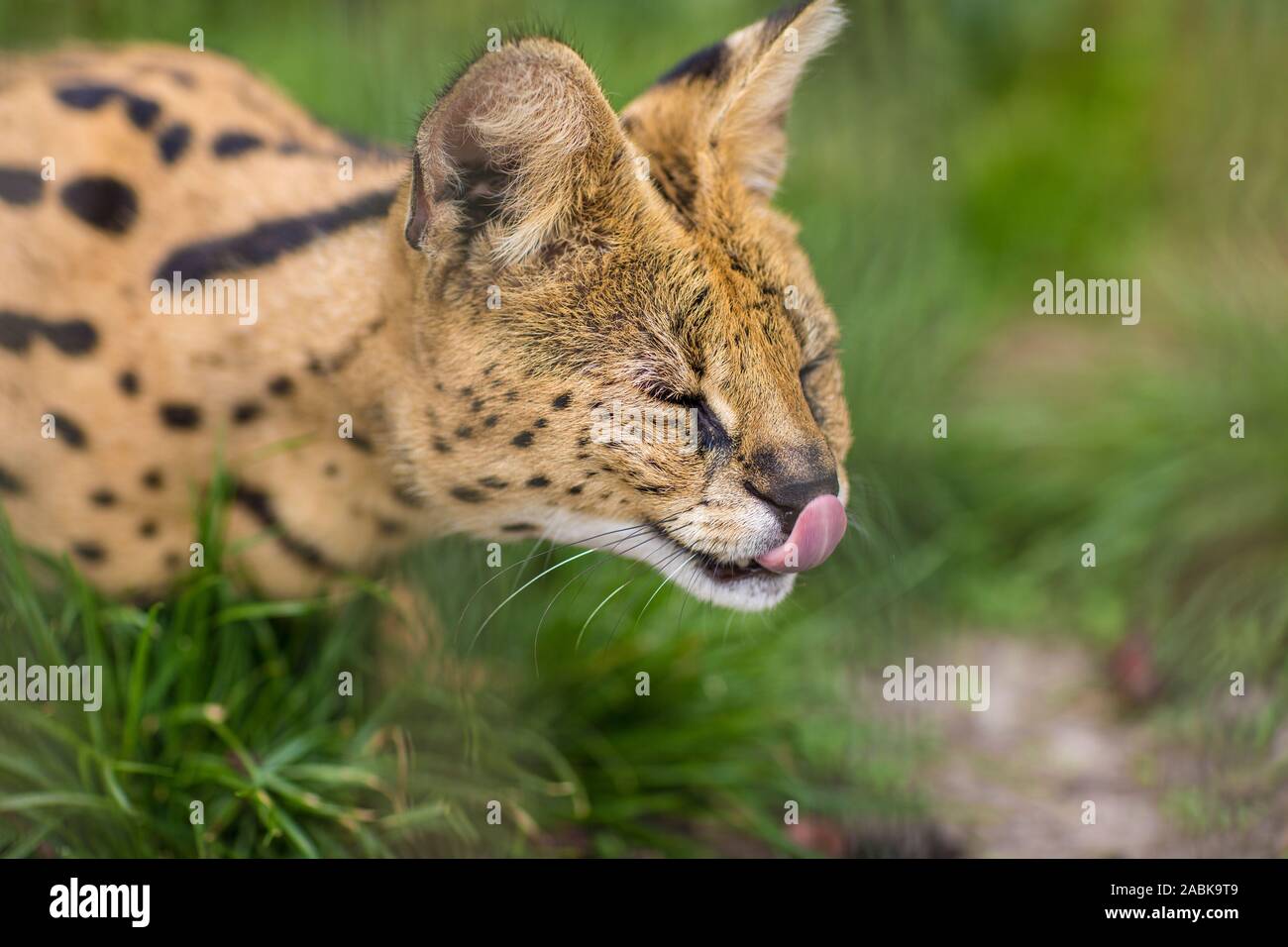 A Portrait of a Serval savannah cat sitting in the green grass with closed eyes and licking his nose. Black dotted beige brown big wild cat. Stock Photo