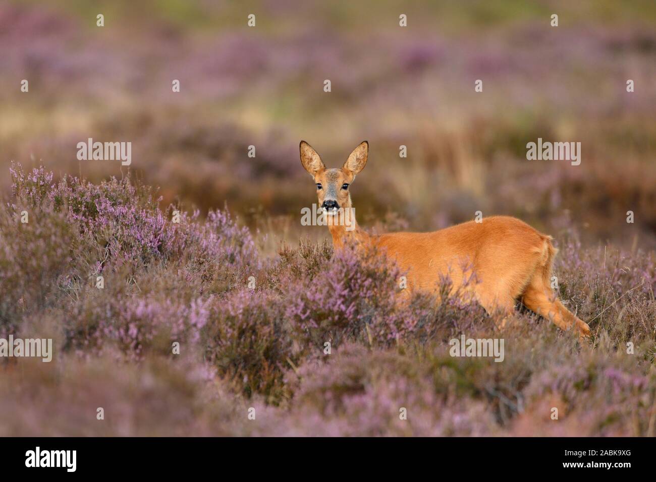 Roe Deer ( Capreolus capreolus ), female, doe, standing in violett blooming / blossoming heather, watching attentively, wildlife, Europe. Stock Photo