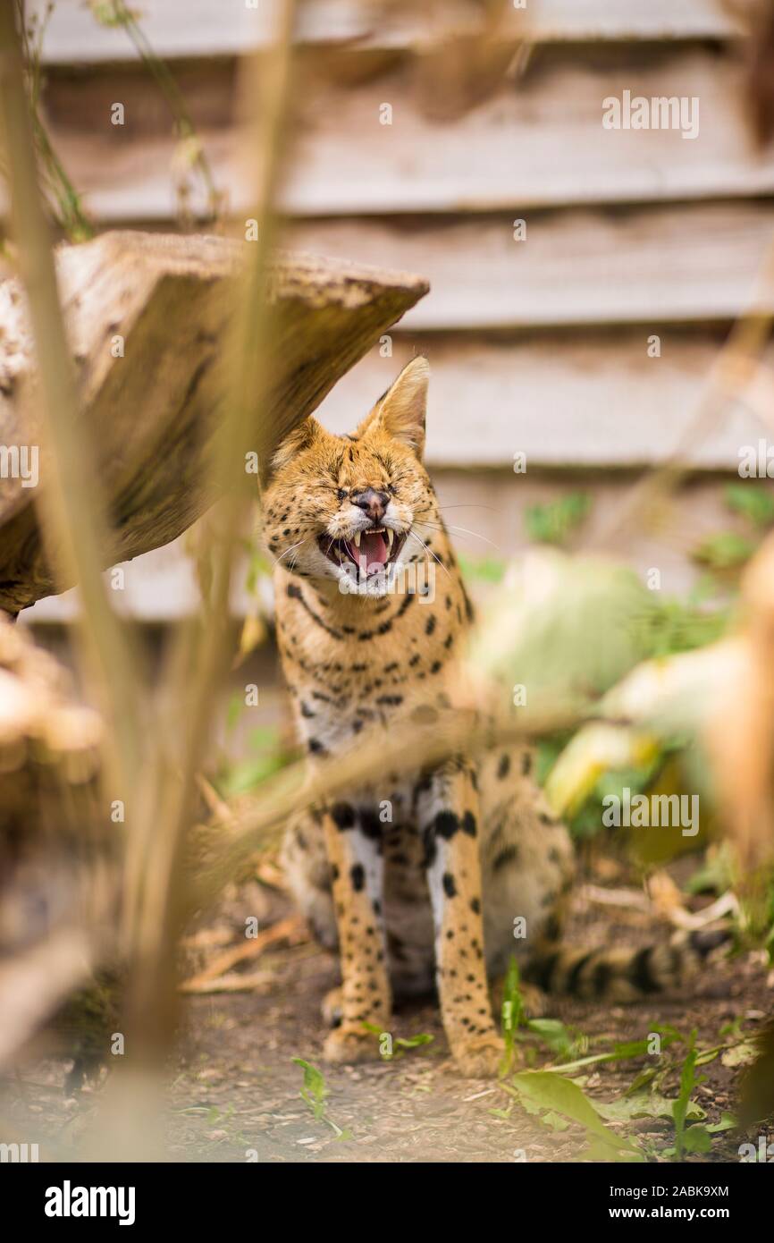 A Portrait of an angry Serval cat showing his teeth sitting on the ground surrounded by greenery