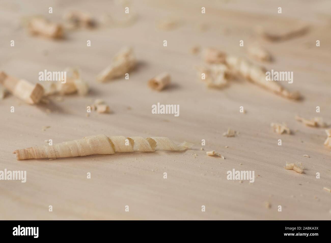 Poplar wood shavings made by a carpenter. Curls on light colored poplar