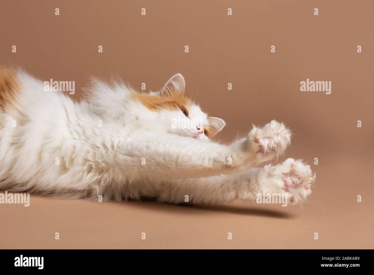 A cute beautiful white and brown colored turkish van cat laying in front of a brown beige background, strechtching and showing his sharp nails horizon Stock Photo