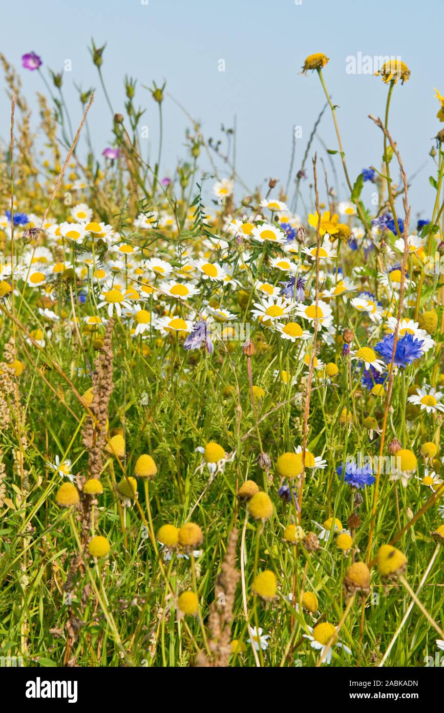 Wild flower meadow. East Lothian, Scotland Stock Photo