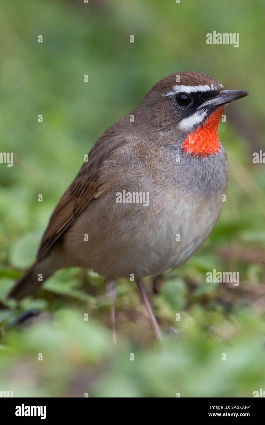 Siberian Rubythroat Rubinkehlchen Luscinia Calliope Male Bird Extremly Rare In Western Europe First Record In Netherlands Frontal Side View Stock Photo Alamy