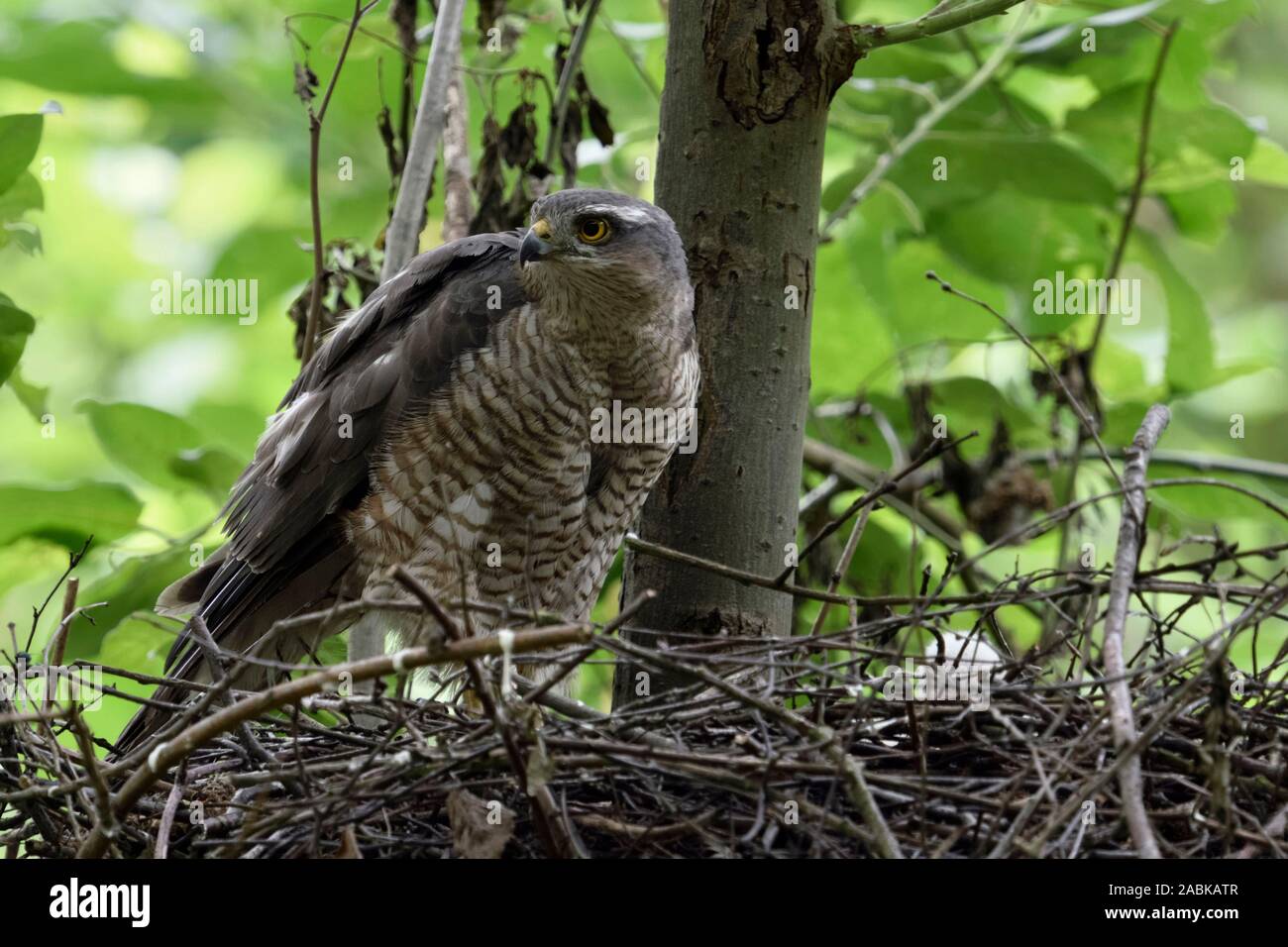 Sparrowhawk / Sperber ( Accipiter nisus ), adult female perched on the edge of its nest, caring for its chicks, watching around, attentively, wildlife Stock Photo