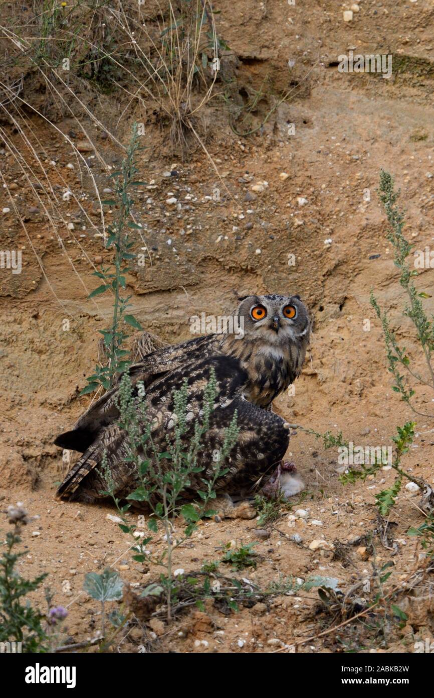 Eurasian Eagle Owl / Uhu ( Bubo bubo ), perched in the slope of a sand pit, holding, protecting a piece of prey in its talons, watching, wildlife, Eur Stock Photo