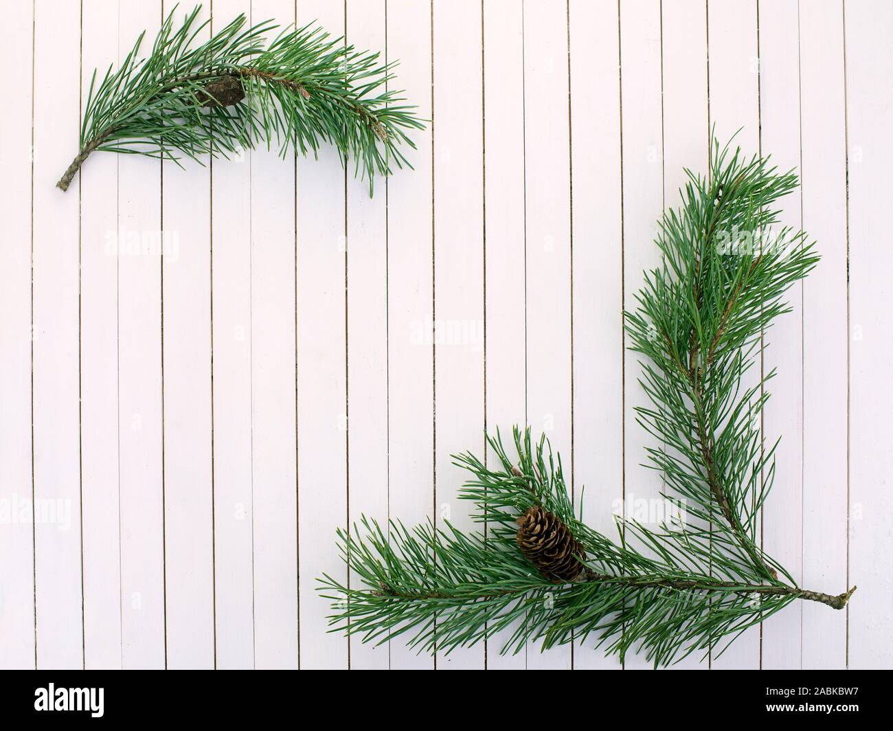 Green branches of pine tree on the vintage white wooden background with