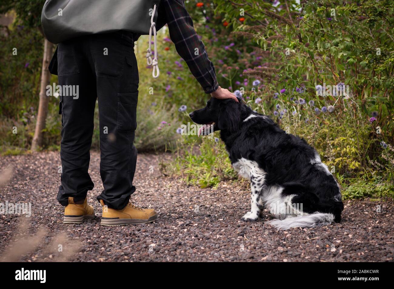 Spotted dog hires stock photography and images Alamy