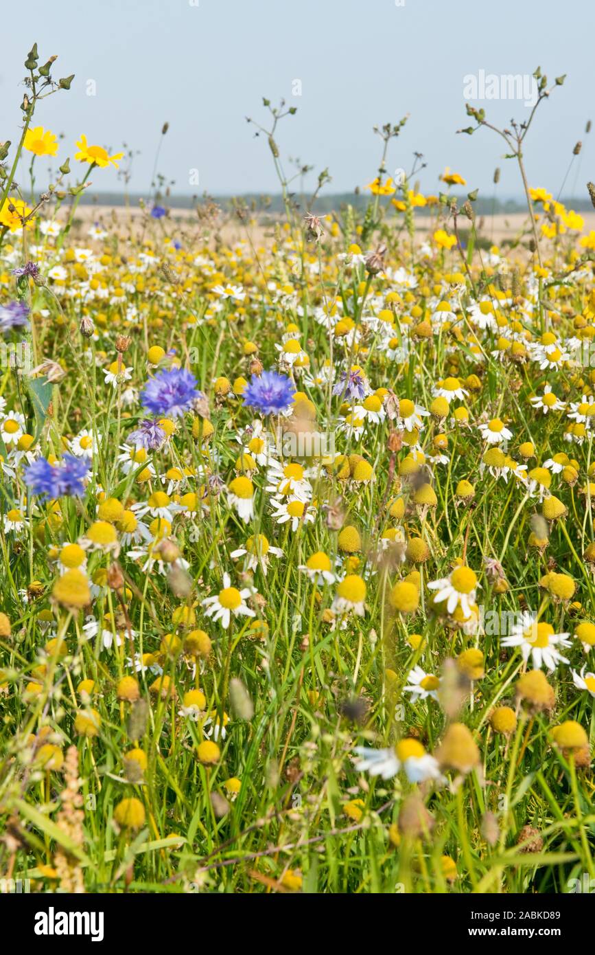 Wild flowers growing along edge of wheat field, East Lothian, Scotland Stock Photo