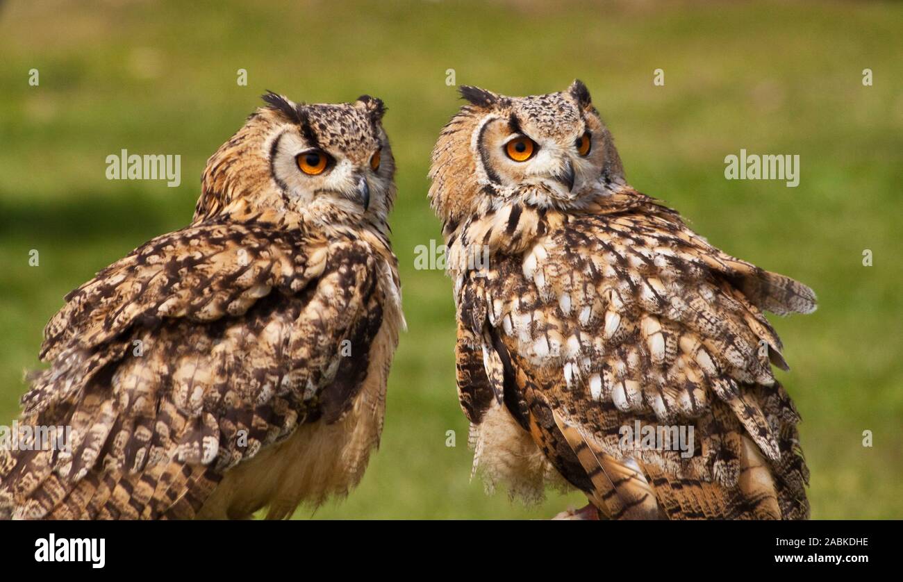 A pair of European Eagle Owls Stock Photo