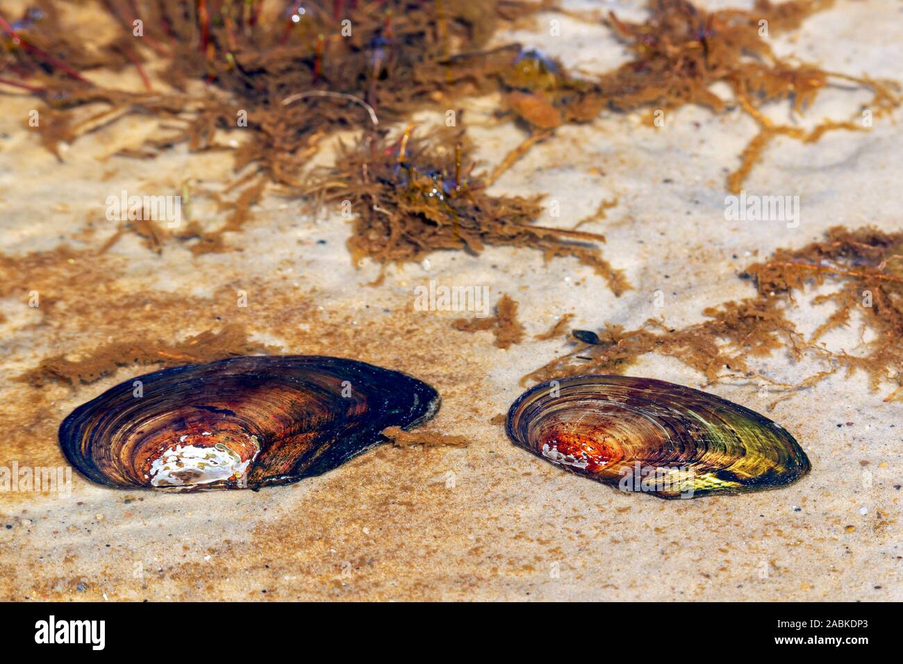 Swollen River Mussel (Unio tumidus). Mussels in the littoral zone of a lake in the dunes. Denmark Stock Photo
